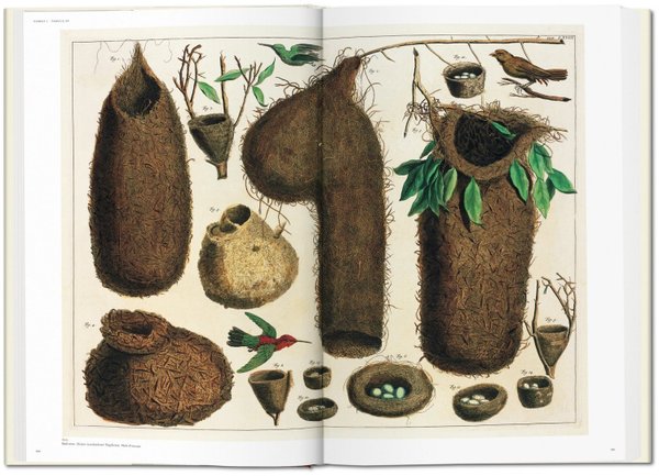 Buch „Cabinet of natural Curiosities”